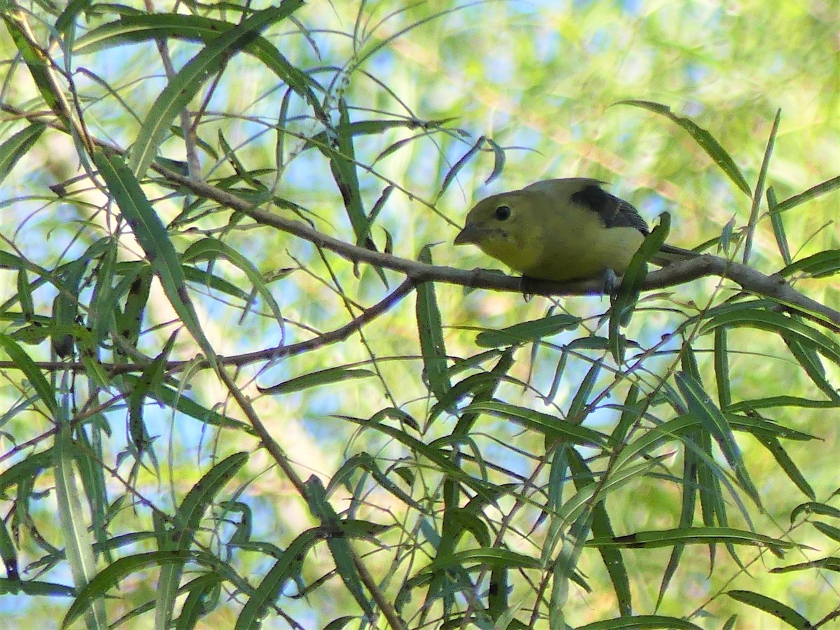 Scarlet Tanager - ML177861931