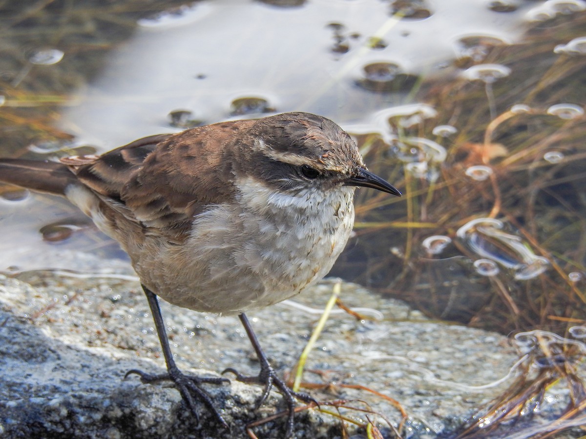 Cream-winged Cinclodes - ML177862161