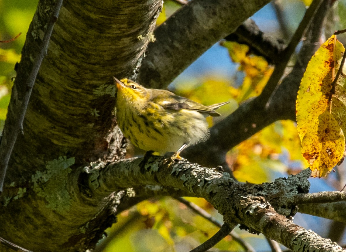 Cape May Warbler - ML177863621
