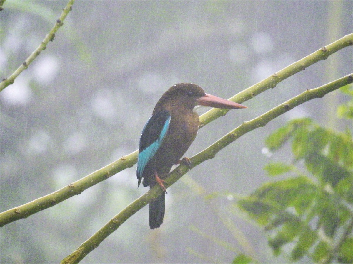 Brown-breasted Kingfisher - ML177863661