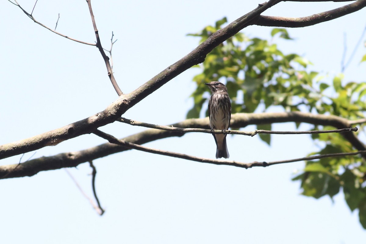 Gray-streaked Flycatcher - ML177865801