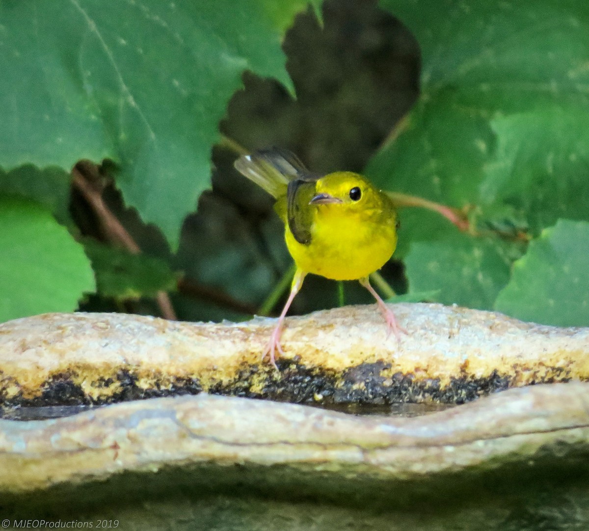 Hooded Warbler - ML177867071