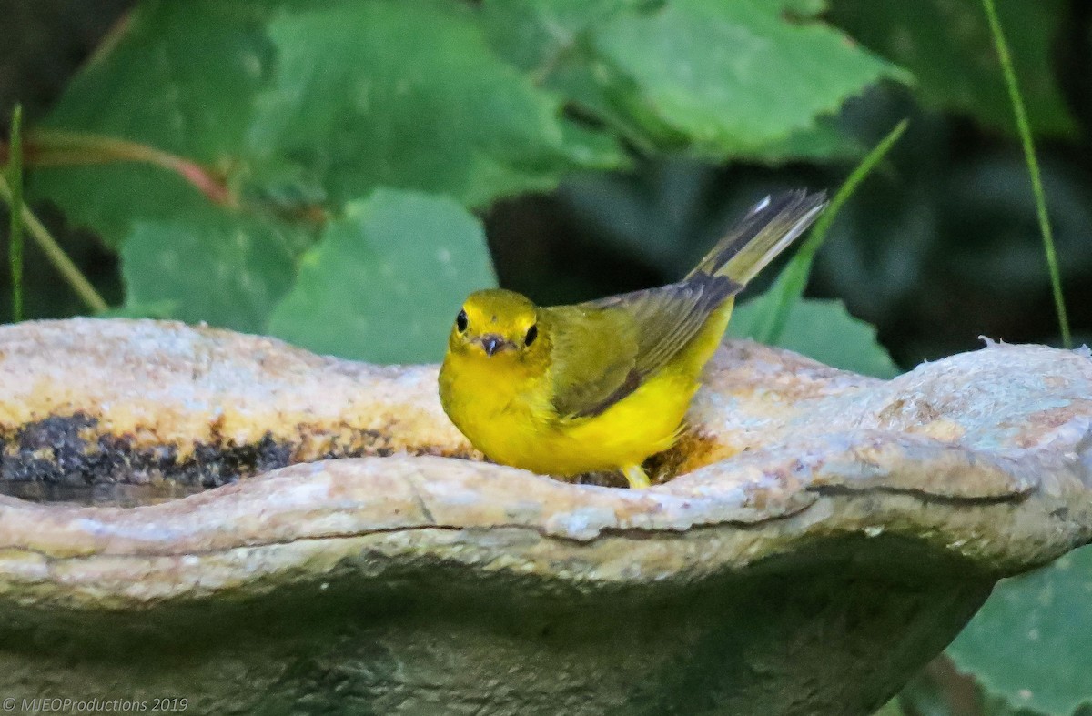 Hooded Warbler - ML177867111