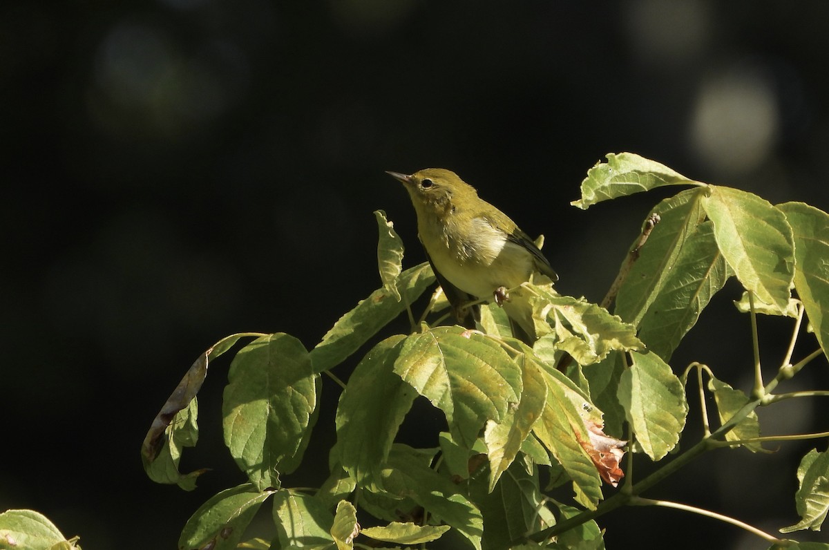 Tennessee Warbler - ML177872251