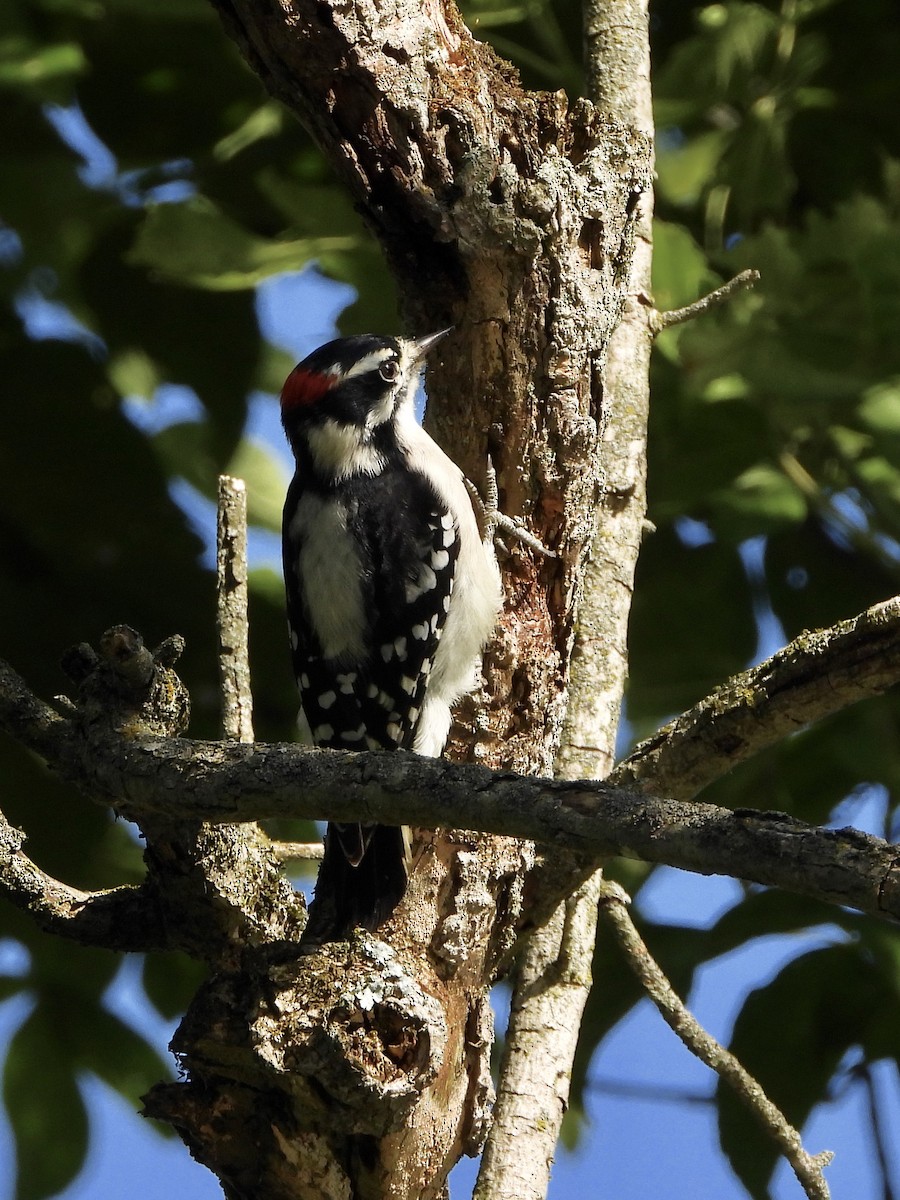 Downy Woodpecker - ML177872601