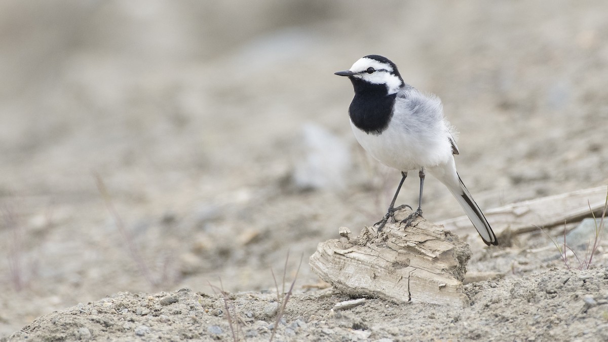 White Wagtail - ML177873621