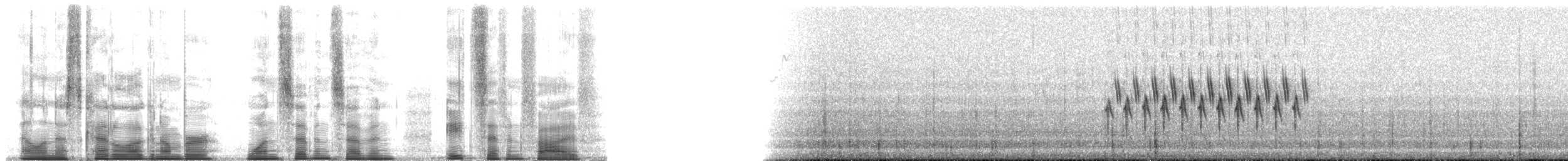 Kara Gözlü Junko [oreganus grubu] - ML177875