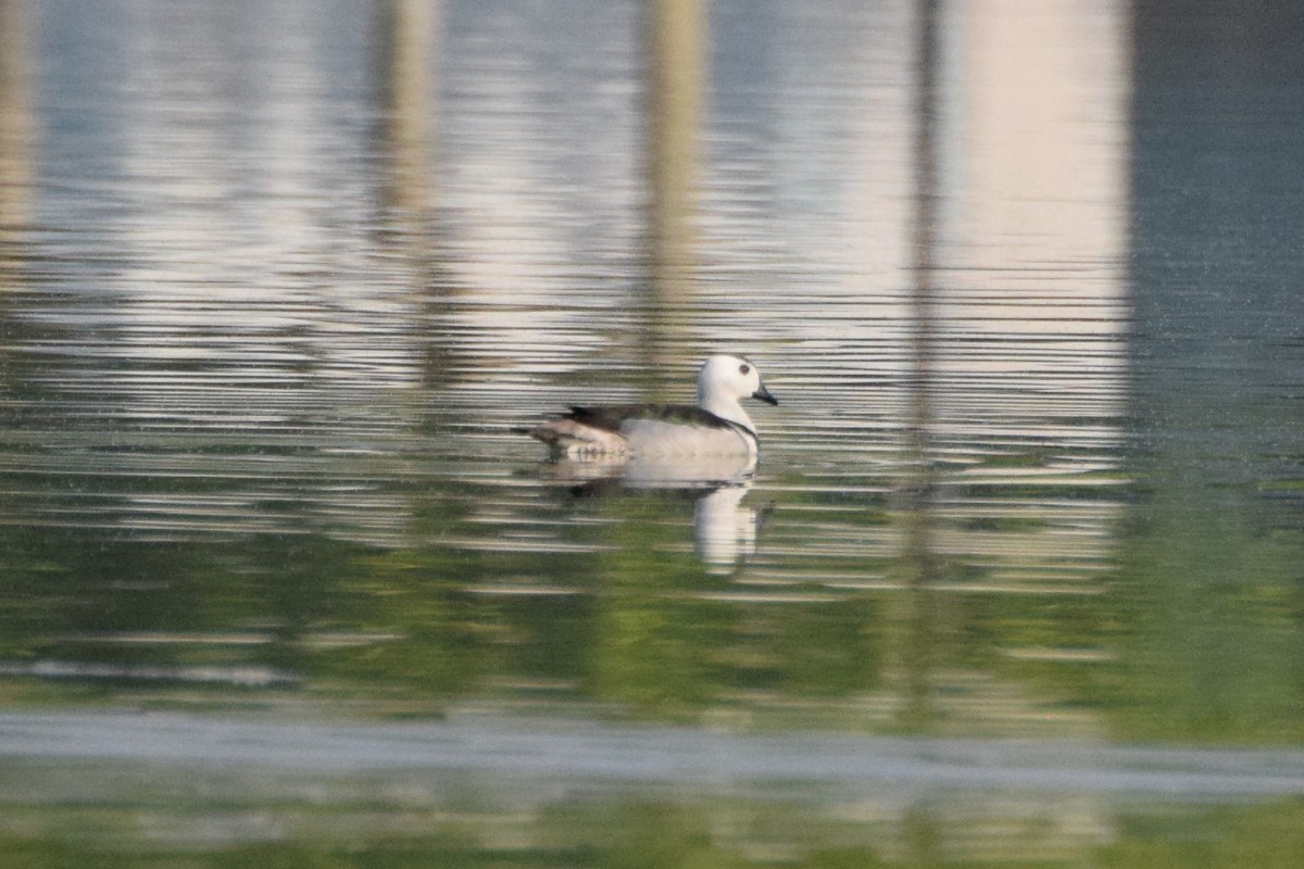 Cotton Pygmy-Goose - ML177876951