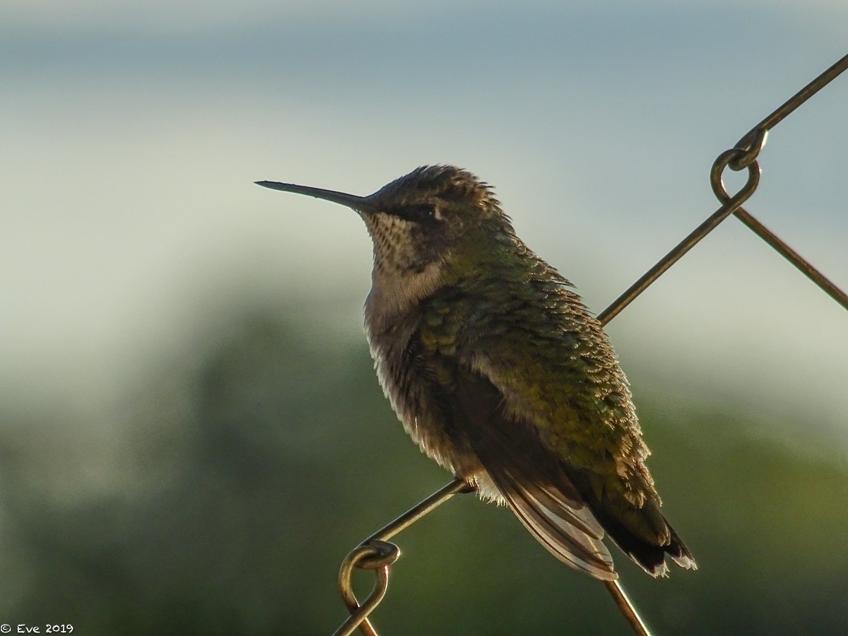 Anna's Hummingbird - ML177877321