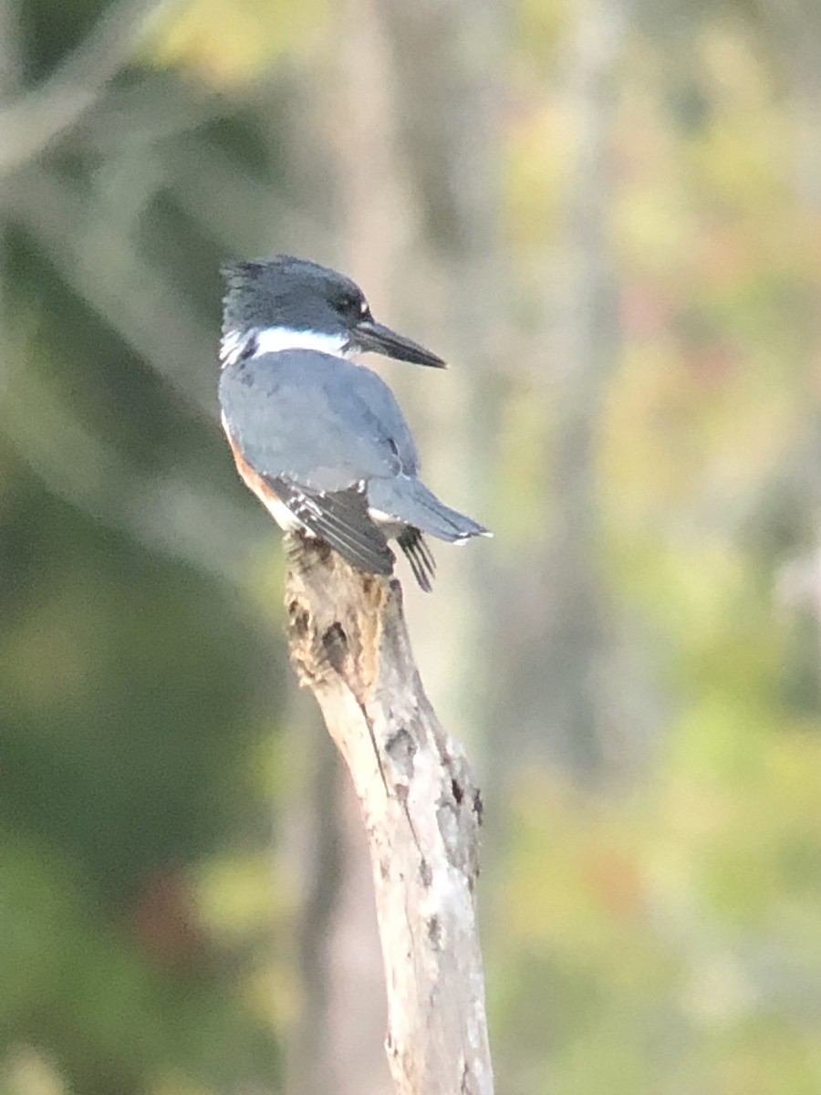 Belted Kingfisher - ML177877581