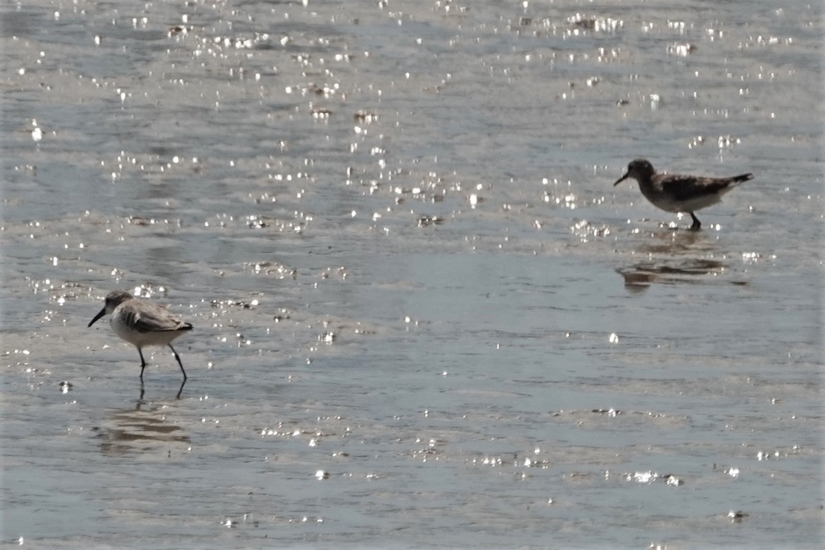 Spotted Sandpiper - ML177881031