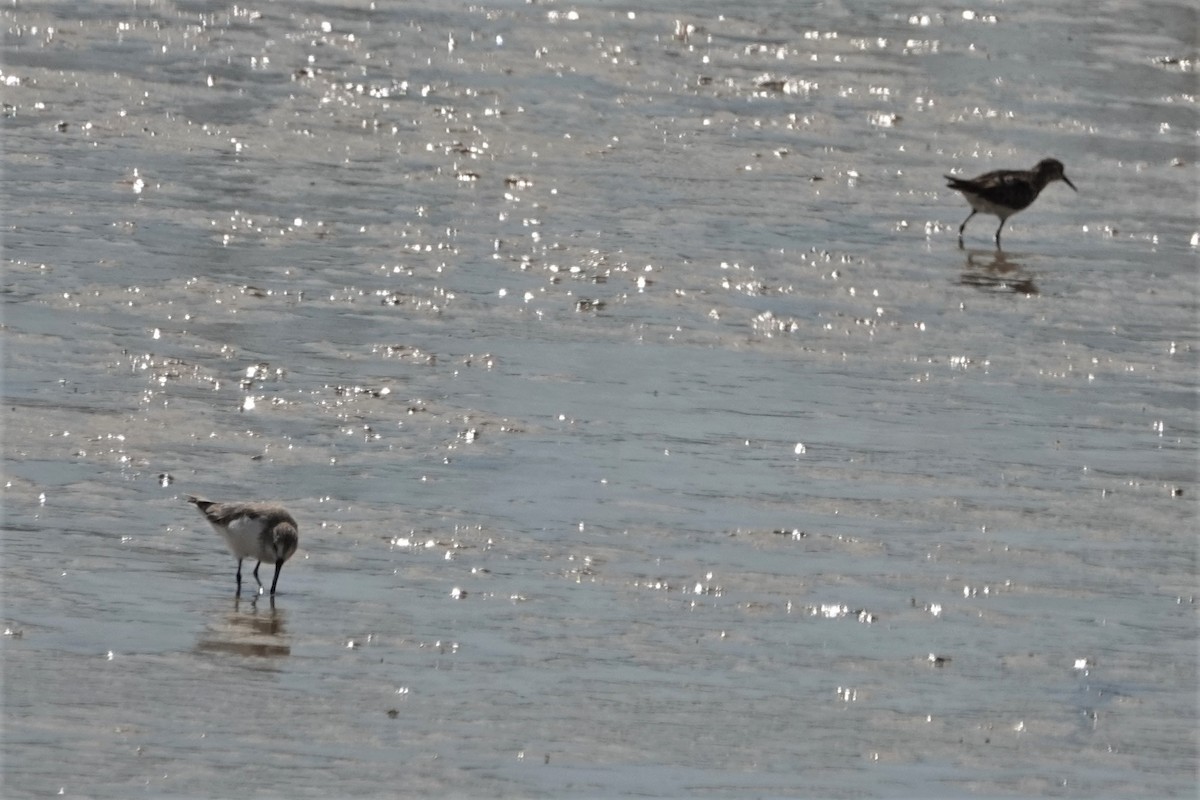 Spotted Sandpiper - ML177881041