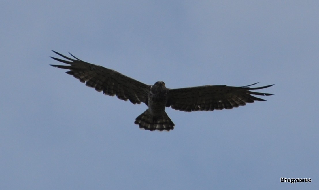 Oriental Honey-buzzard - ML177881171