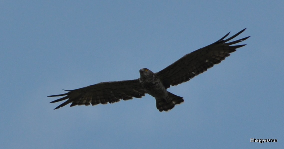 Oriental Honey-buzzard - ML177881211