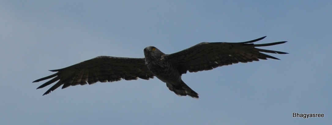 Oriental Honey-buzzard - ML177881231