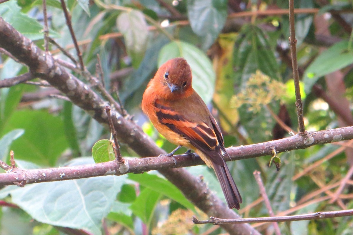 Cinnamon Flycatcher - ML177881591