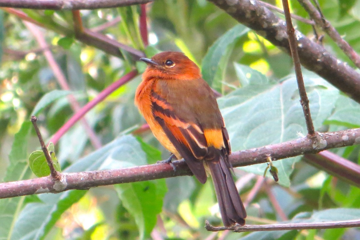 Cinnamon Flycatcher - OSWAL REYNER - COAP LA CONVENCIÓN