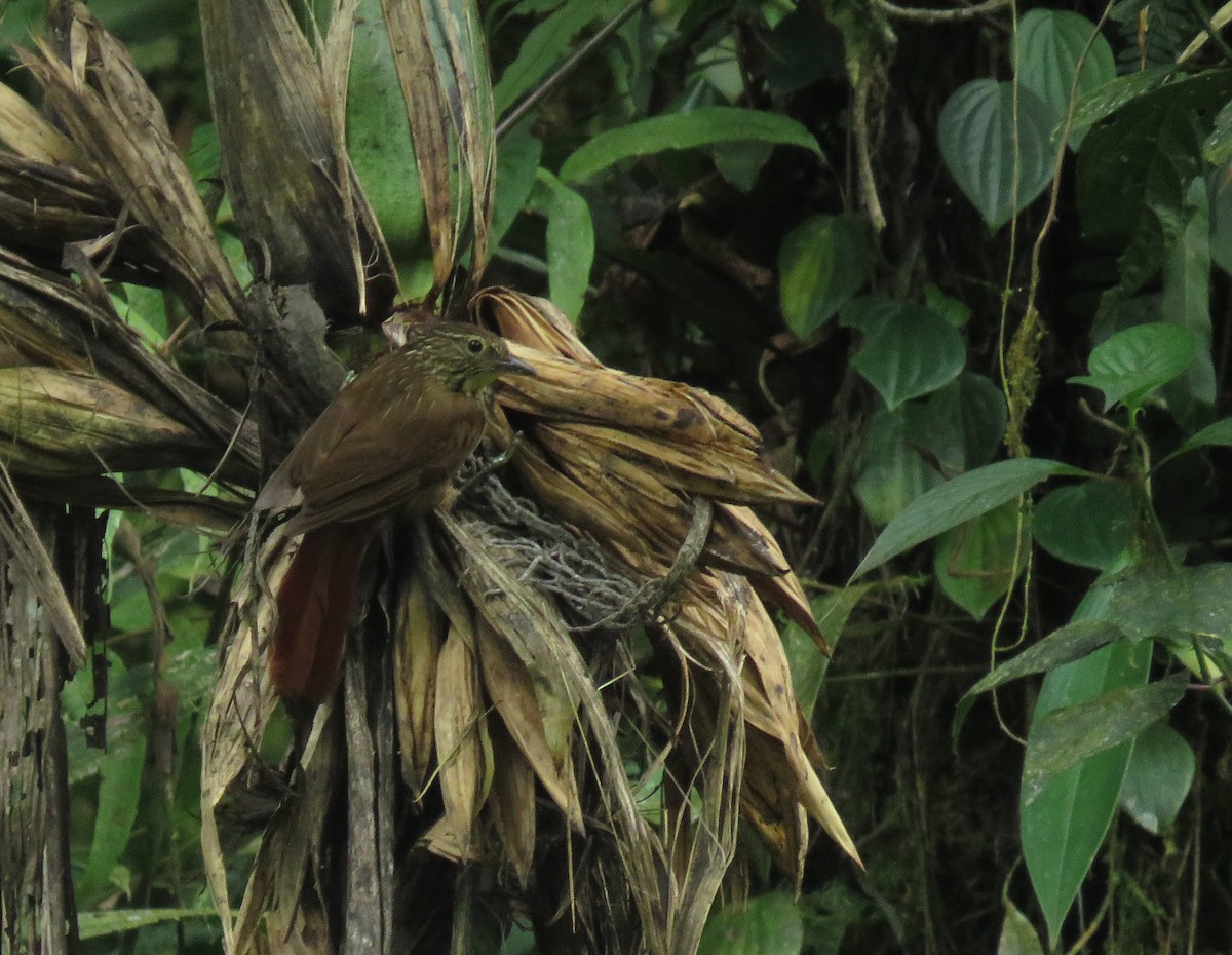 Lineated Foliage-gleaner - ML177881861