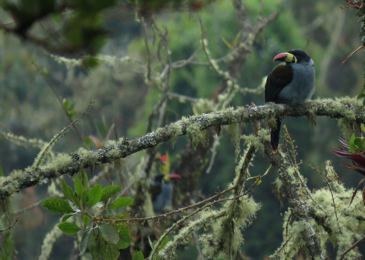 Gray-breasted Mountain-Toucan - Iván Lau