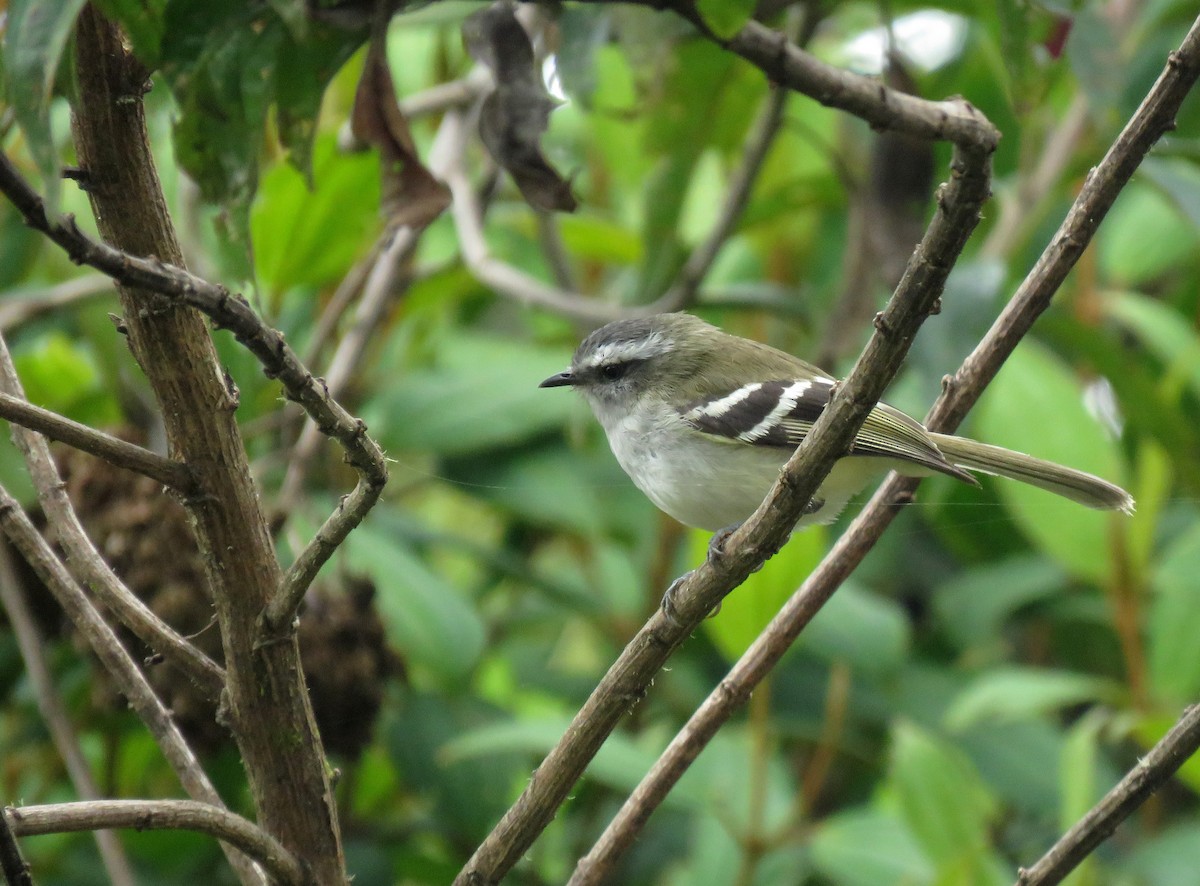 White-banded Tyrannulet - Iván Lau