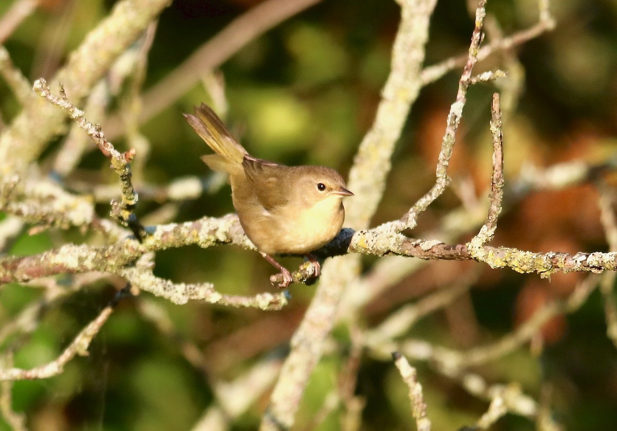 Common Yellowthroat - Louis Sharp