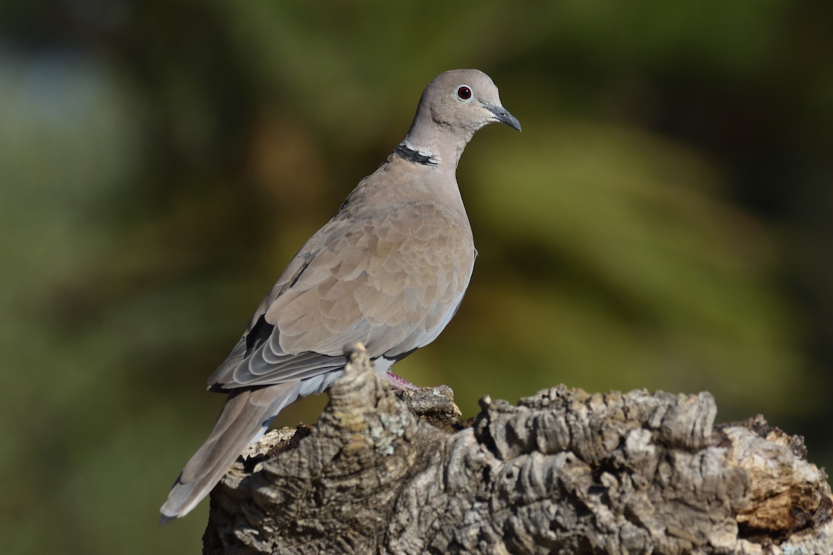 Eurasian Collared-Dove - Santiago Caballero Carrera