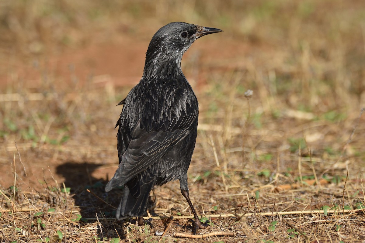 Spotless Starling - ML177883781