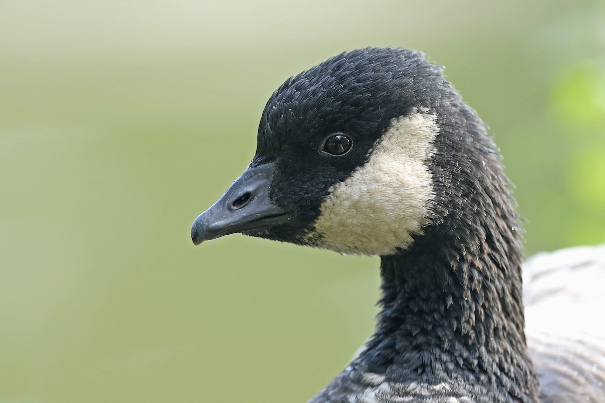 Cackling Goose - ML177883851