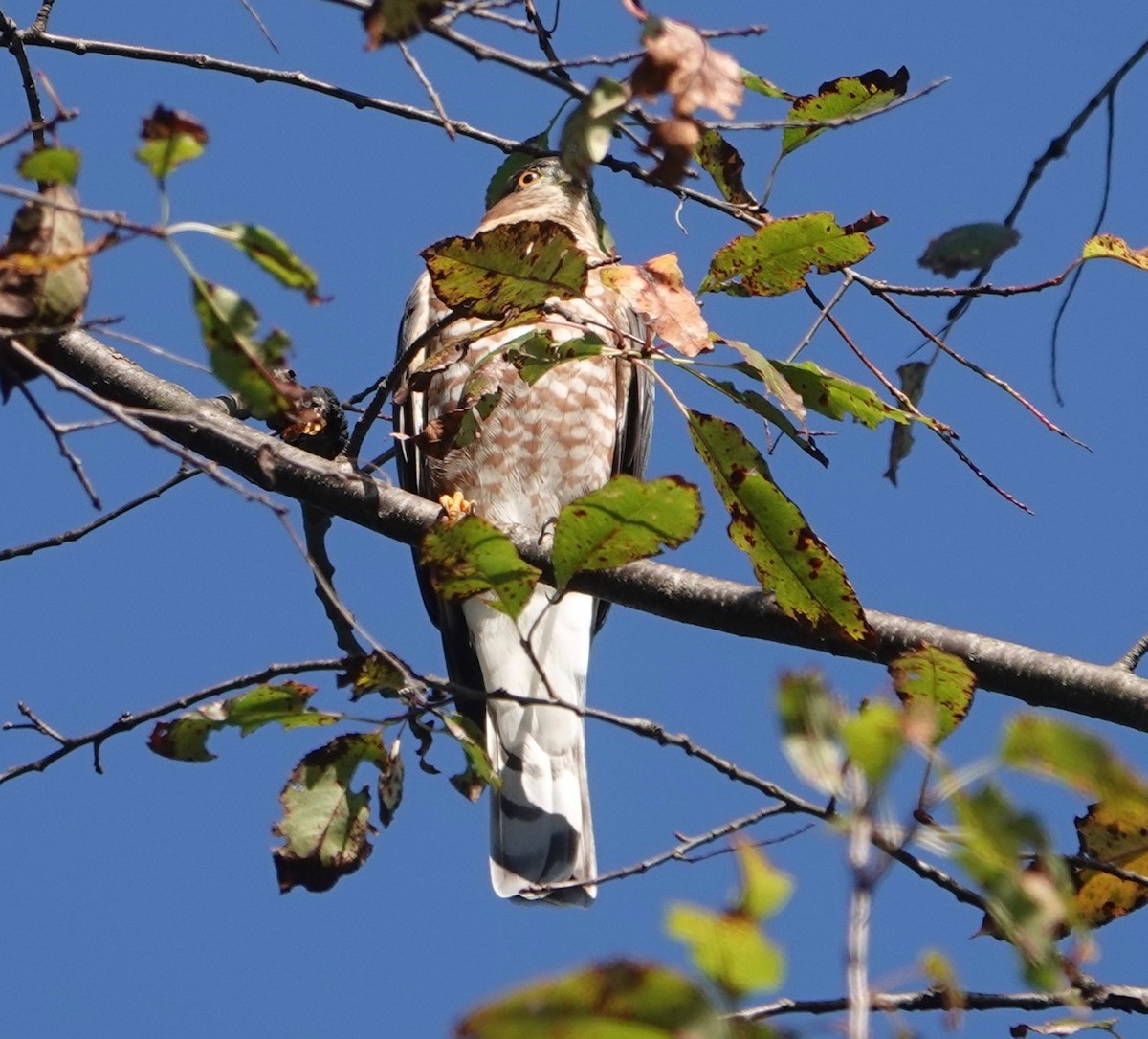 Sharp-shinned Hawk - ML177883861