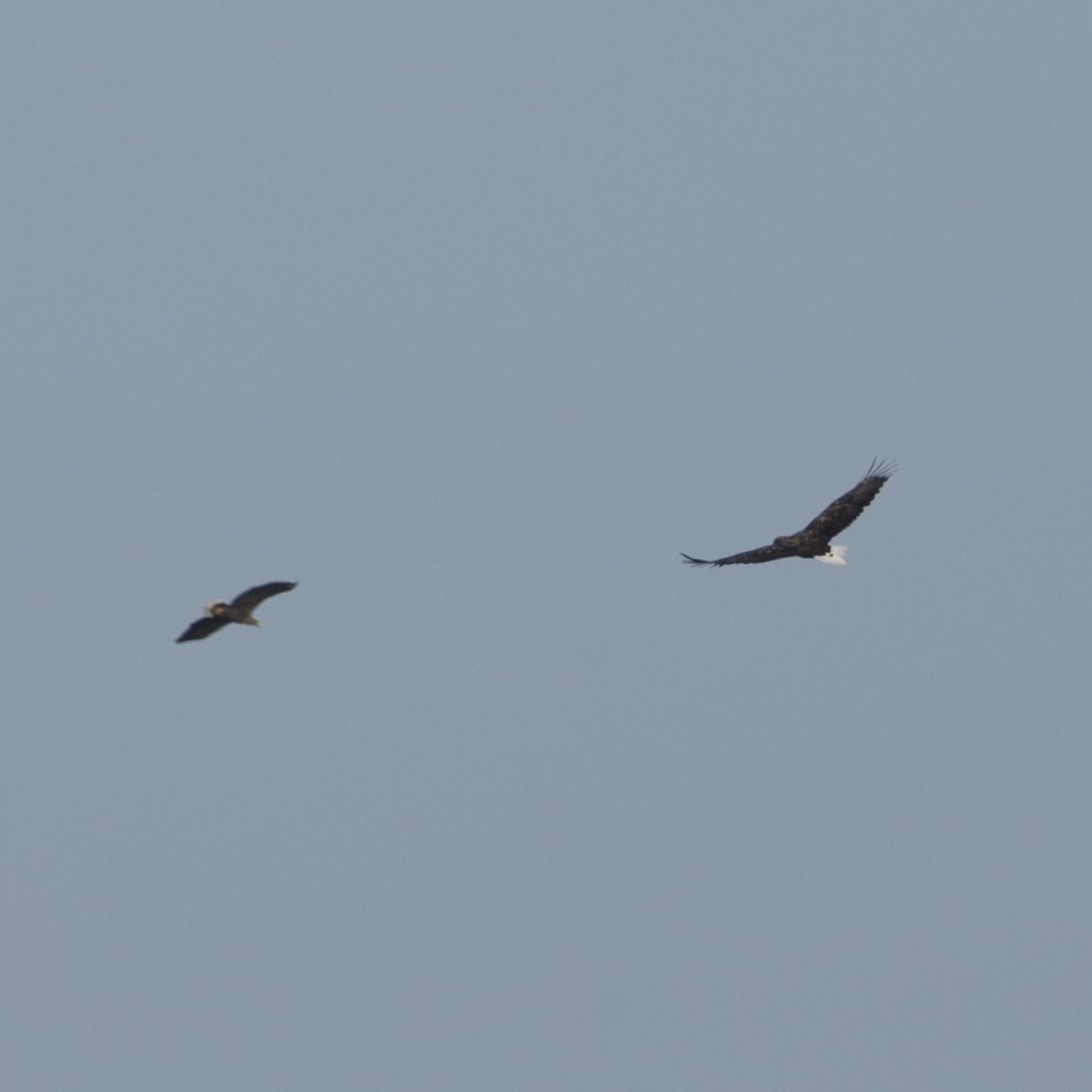 White-tailed Eagle - ML177884501