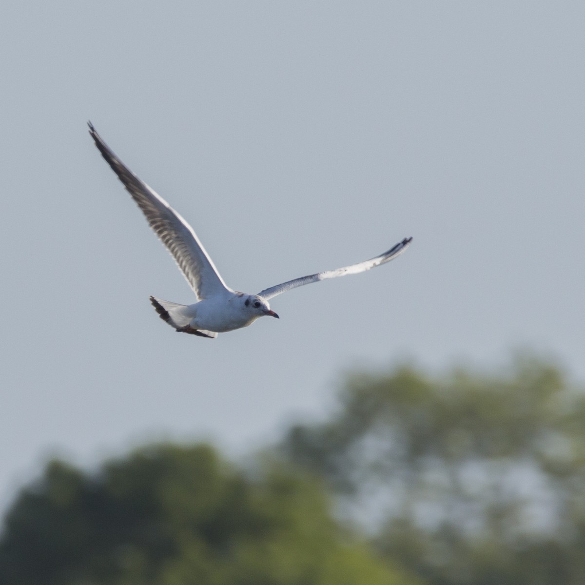Black-headed Gull - ML177884641