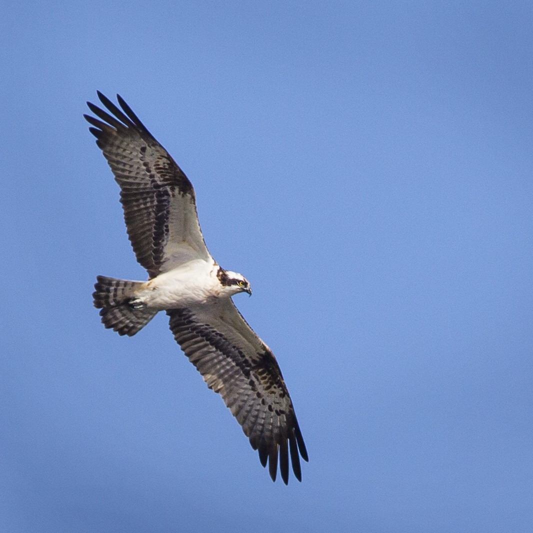 Osprey - ML177886081