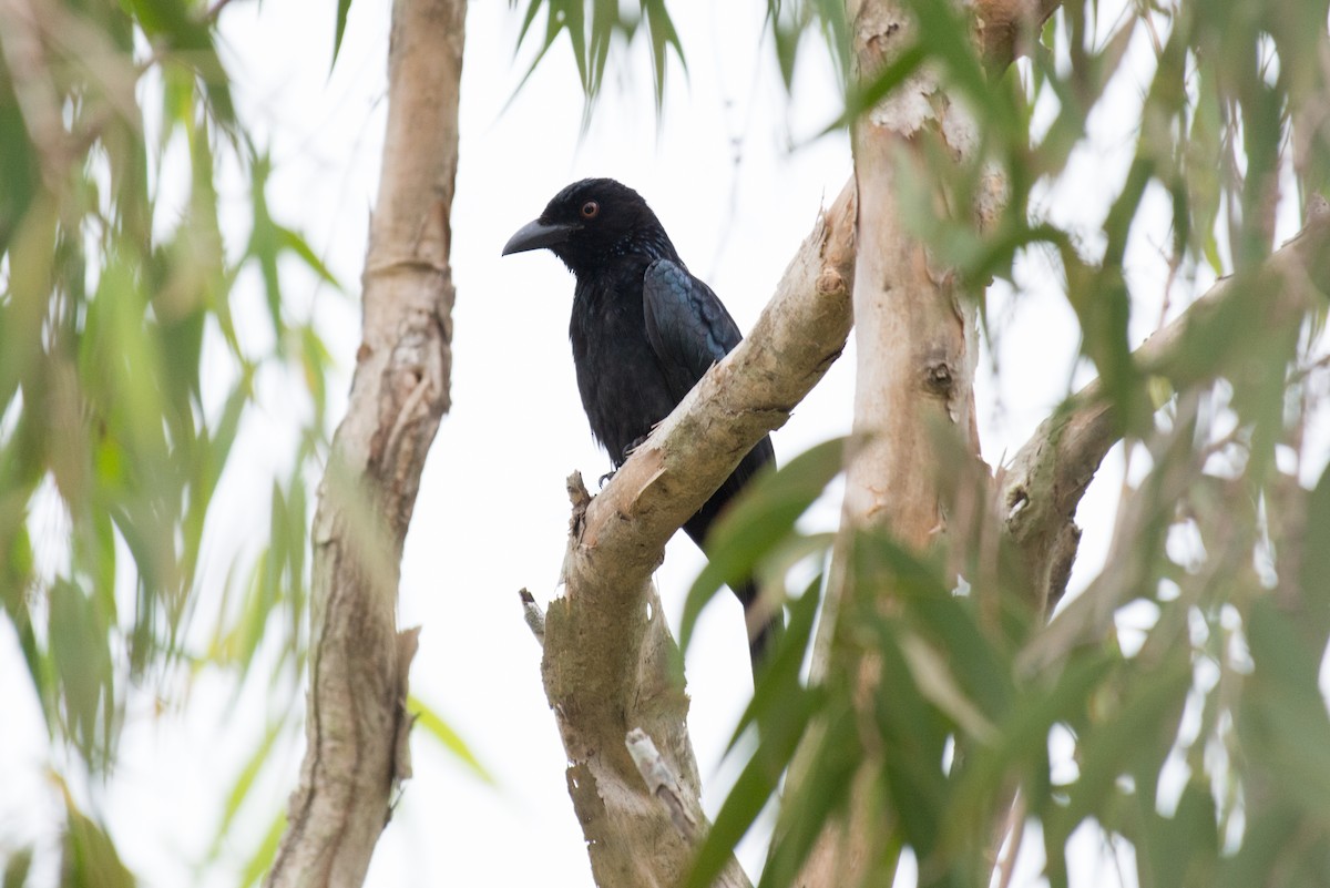 Spangled Drongo - ML177888251