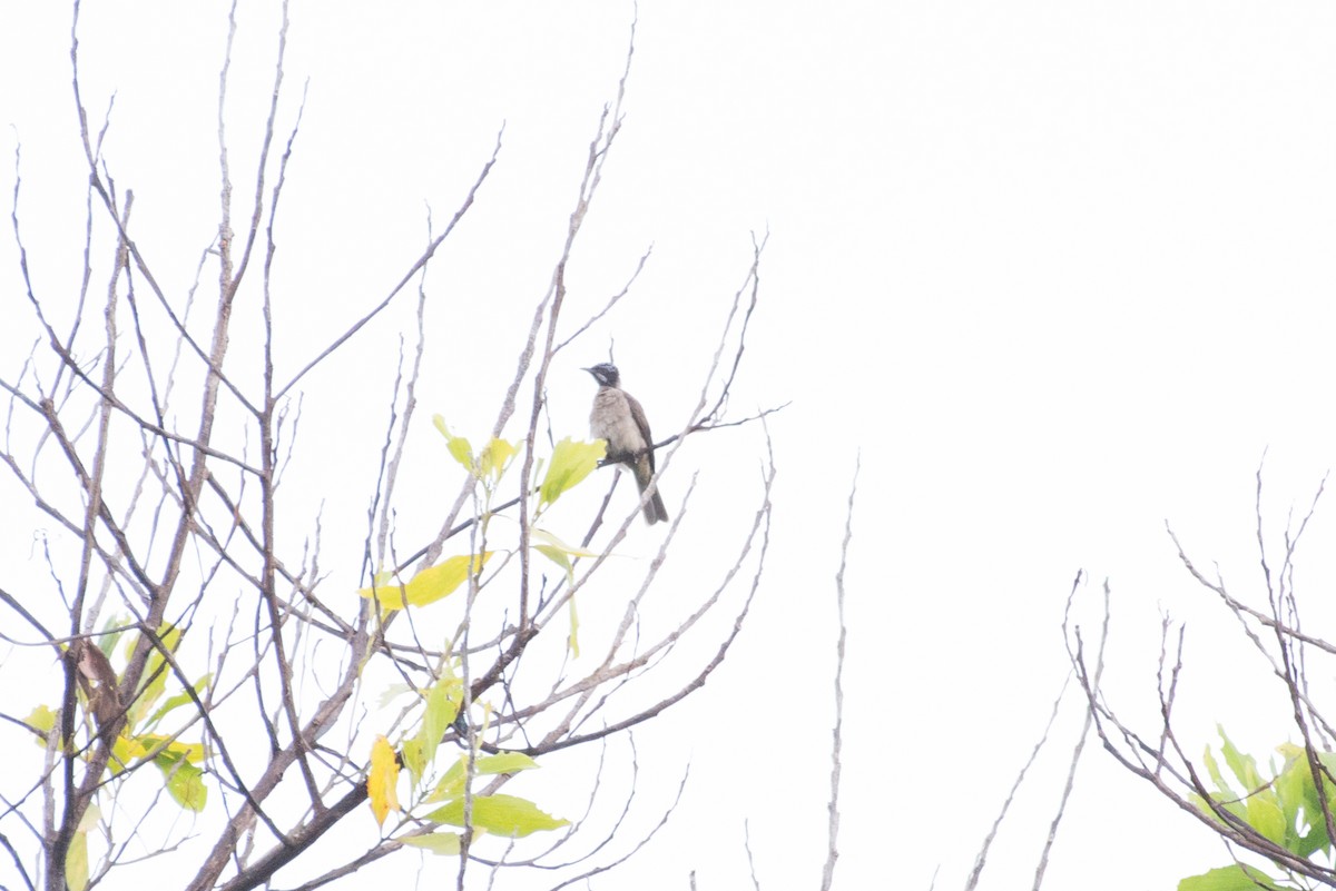 Streak-headed Honeyeater - ML177888491