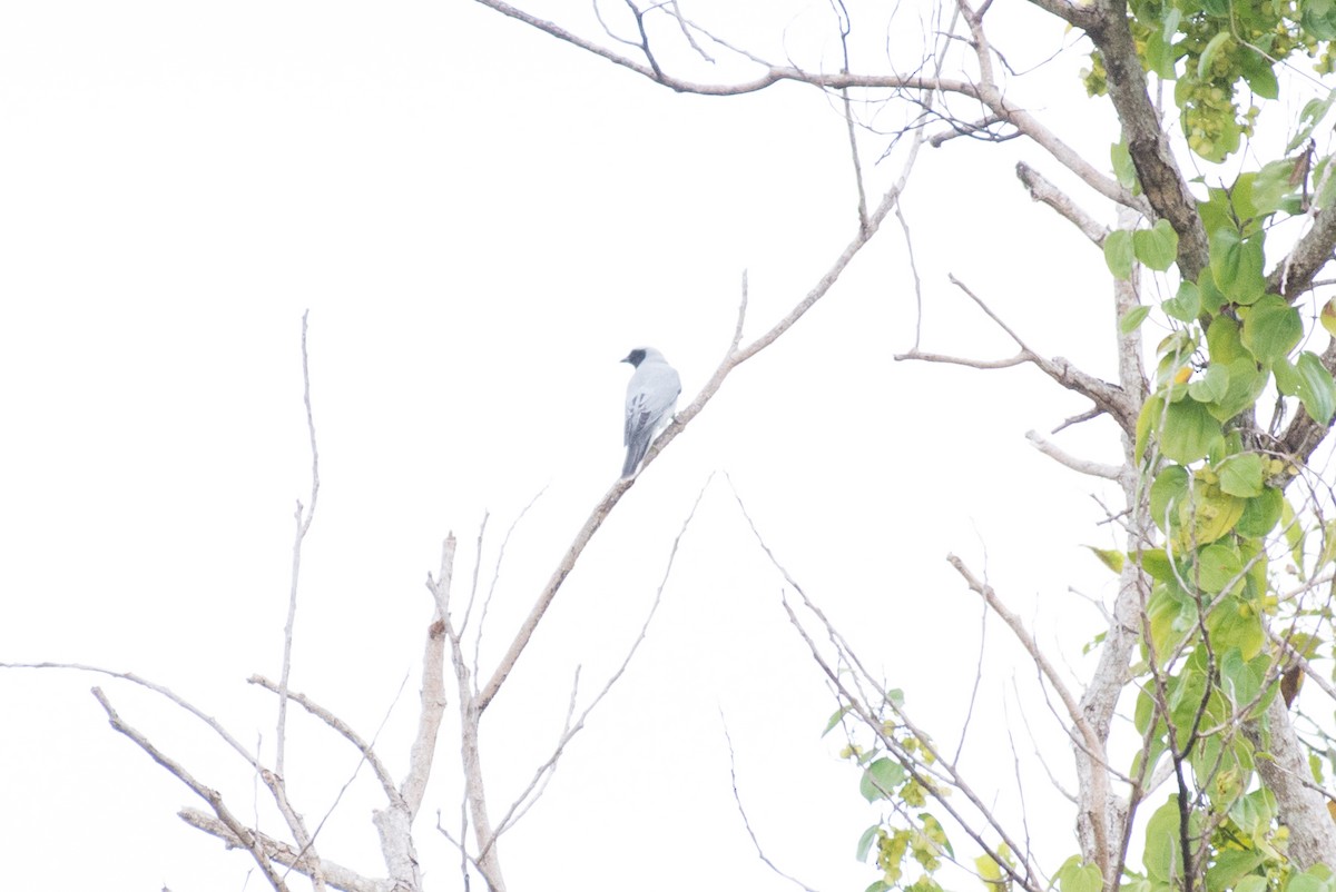 Black-faced Cuckooshrike - ML177888511