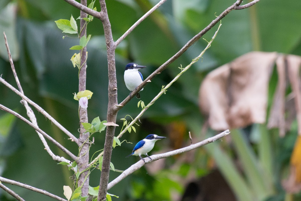 Forest Kingfisher - ML177888531