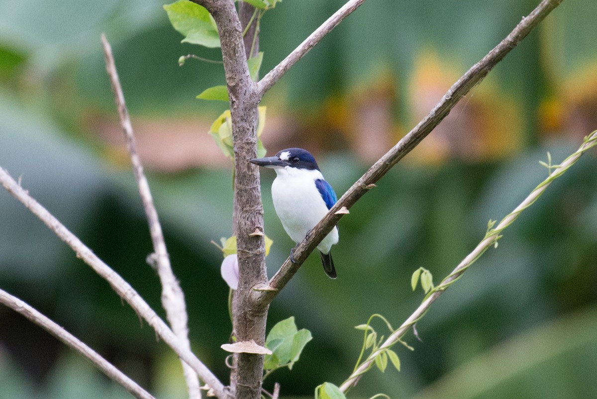 Forest Kingfisher - ML177888541