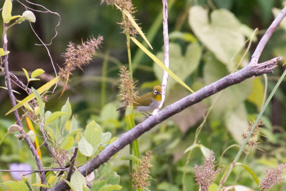 New Guinea White-eye - ML177888551