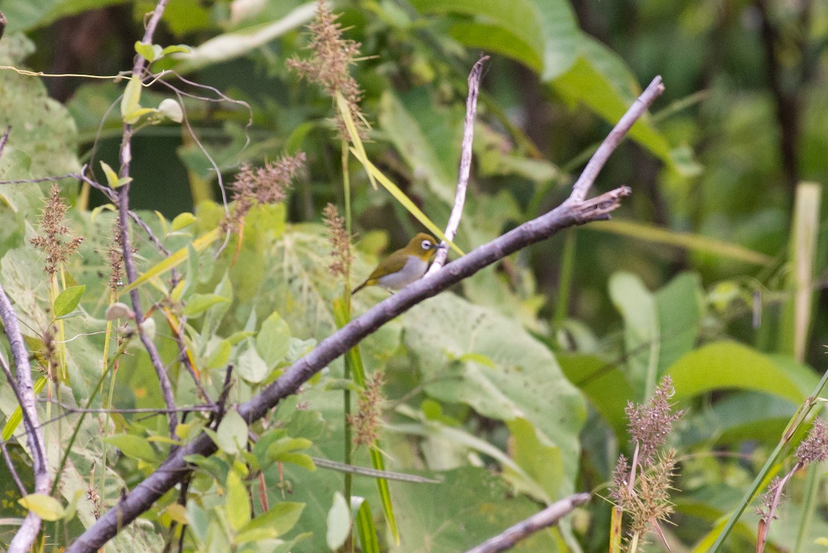 New Guinea White-eye - ML177888611