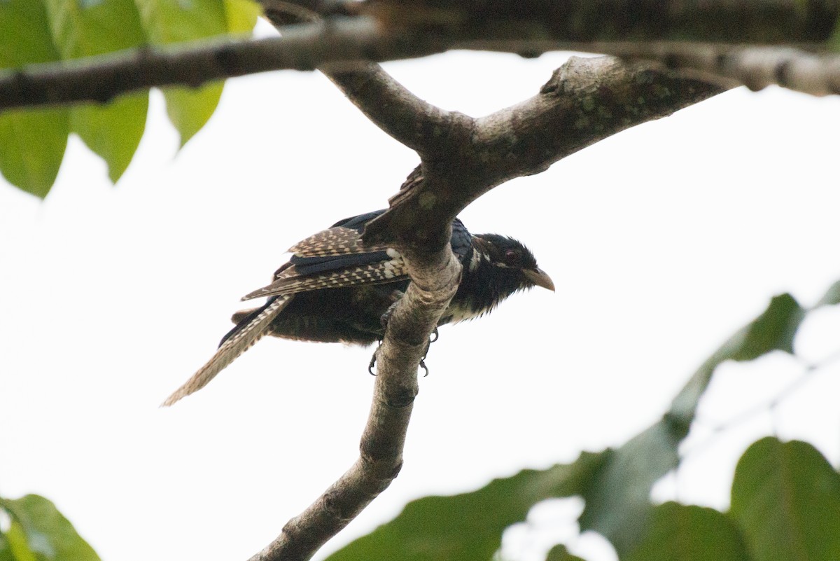 Pacific Koel - John C. Mittermeier