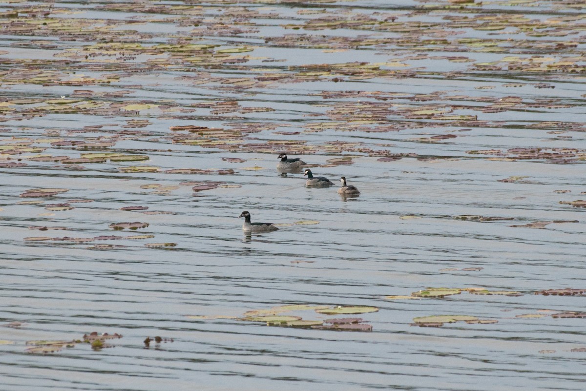 Green Pygmy-Goose - ML177888741