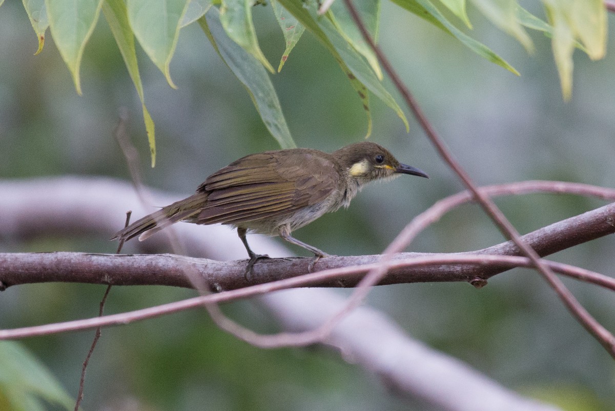 tanımsız Meliphaga/Territornis/Microptilotis sp. - ML177888781