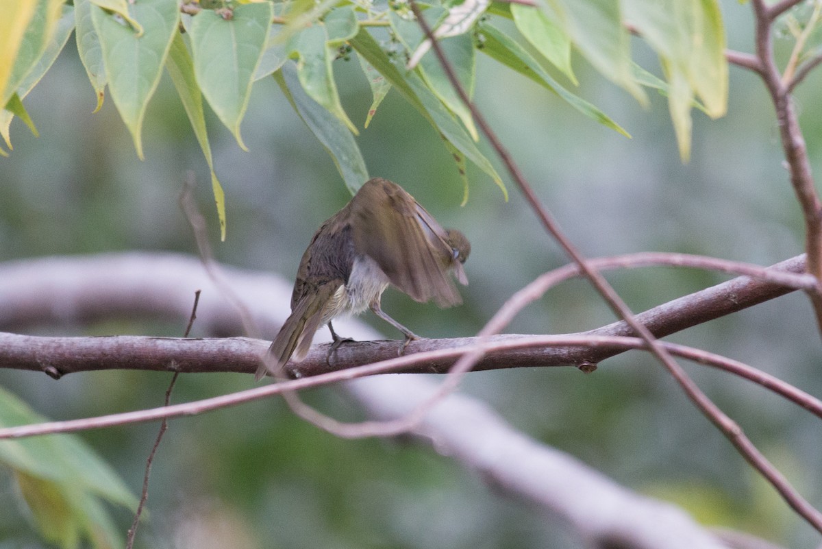 Meliphaga/Territornis/Microptilotis sp. - ML177888801