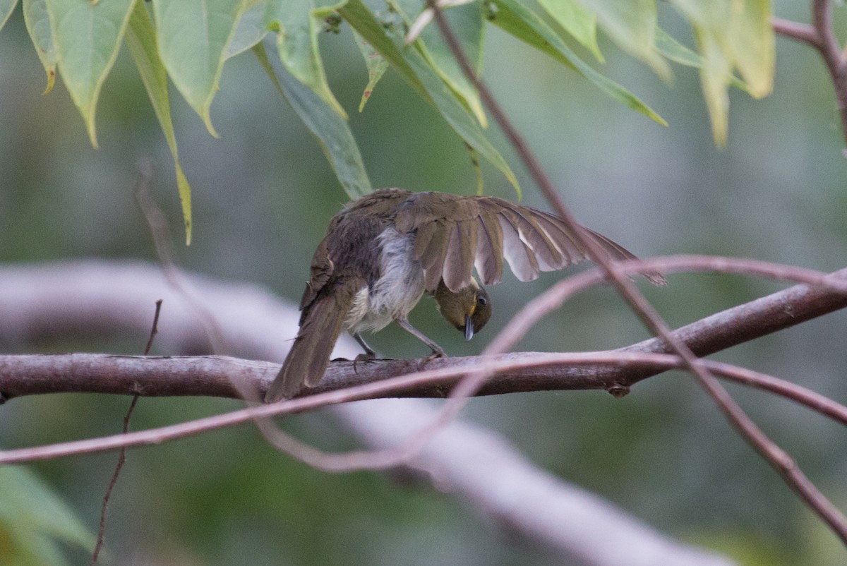 Meliphaga/Territornis/Microptilotis sp. - ML177888811