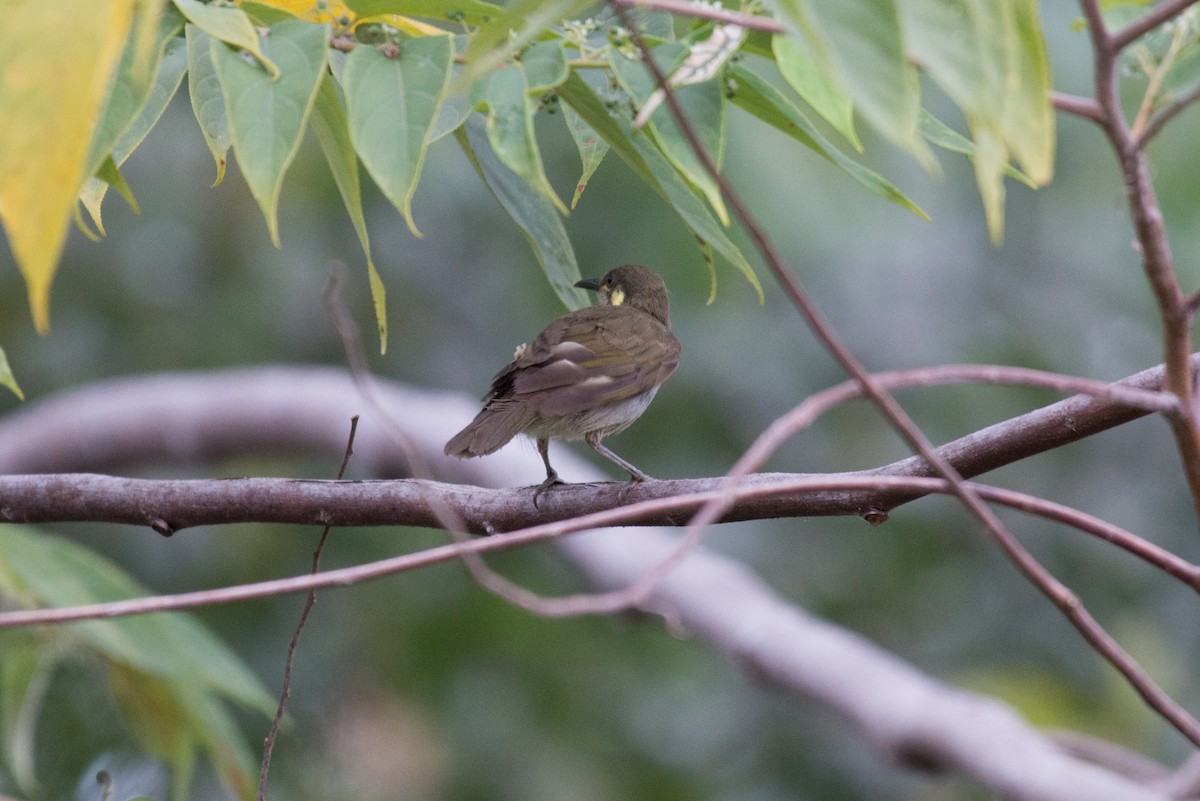 Meliphaga, Territornis ou Microptilotis sp. - ML177888821