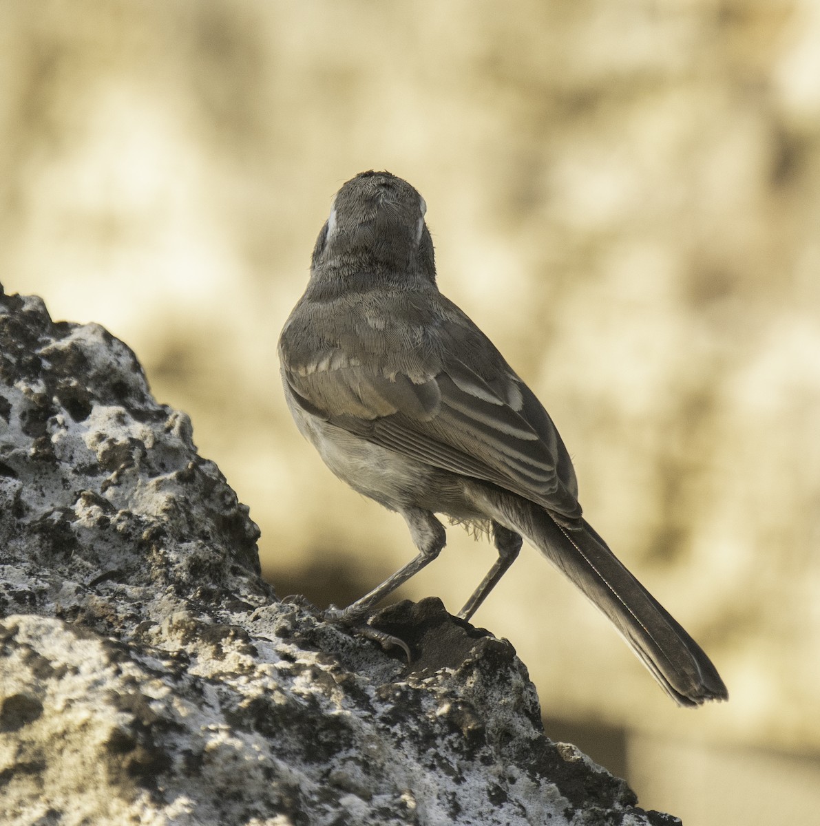 Schwarzkehlammer - ML177890831