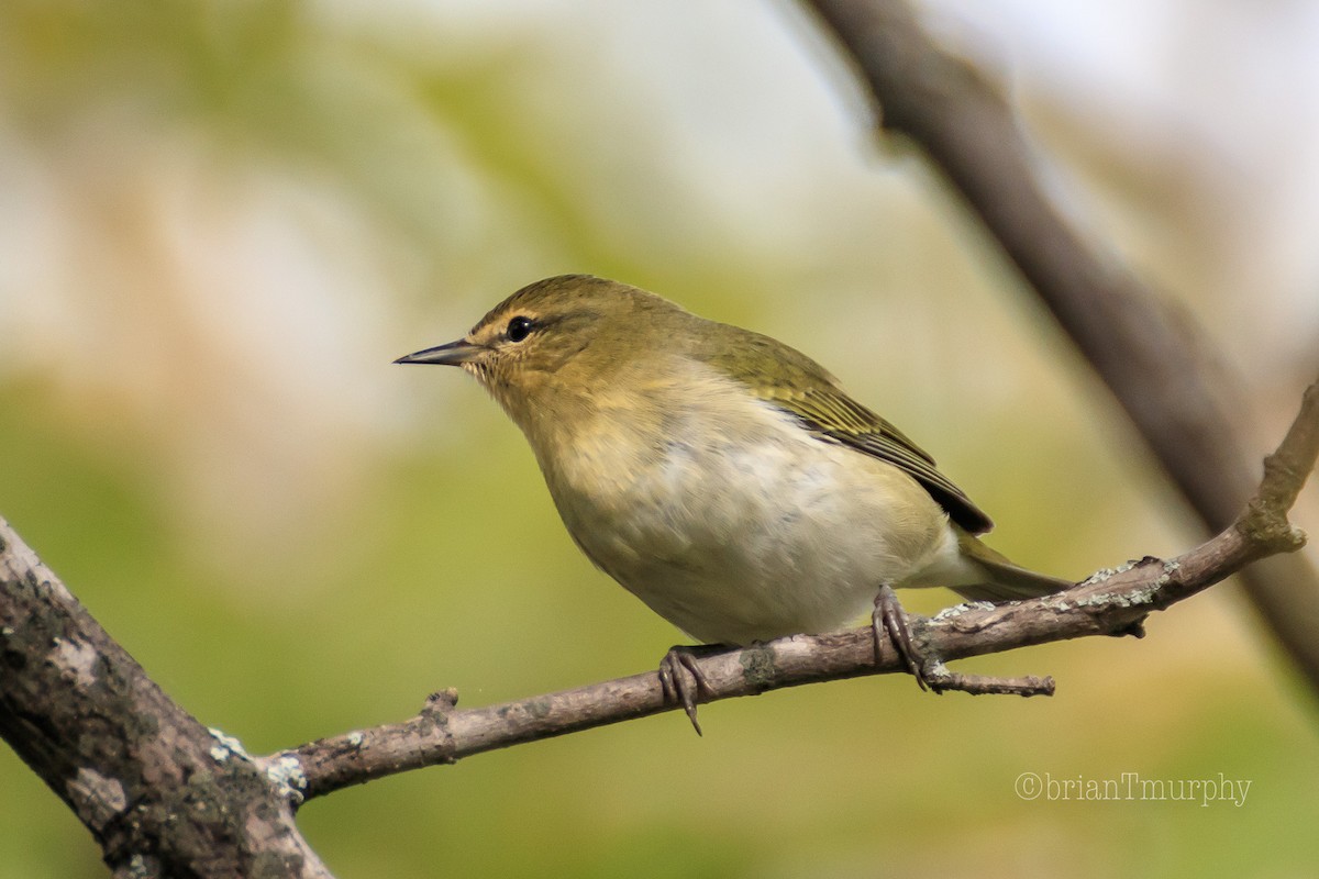 Tennessee Warbler - ML177891041