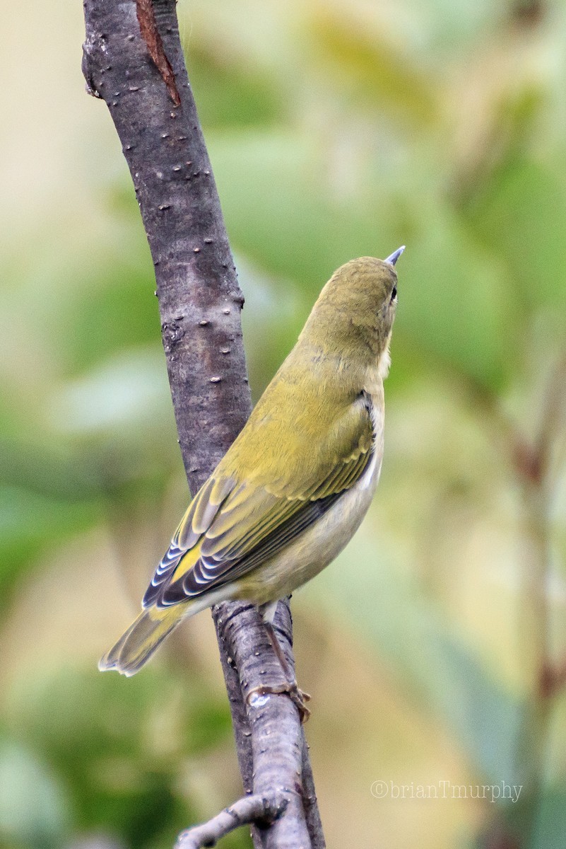 Tennessee Warbler - ML177891051