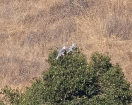 White-tailed Kite - ML177894291