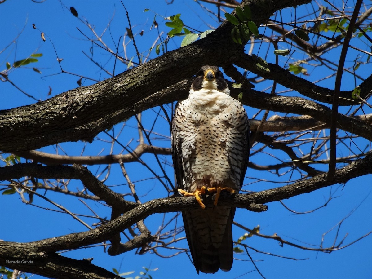 Peregrine Falcon - Horacio García